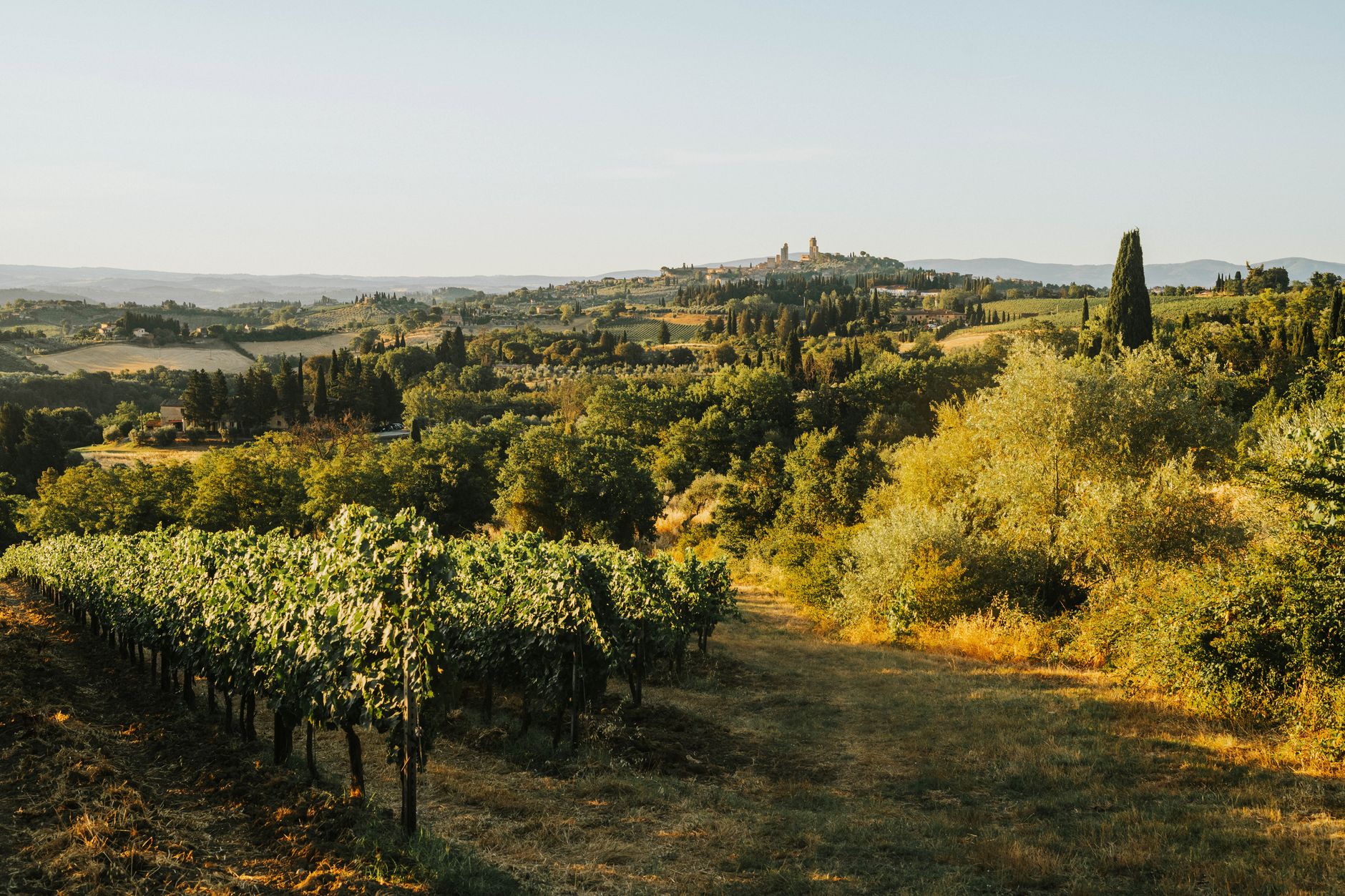Tuscany Vineyards